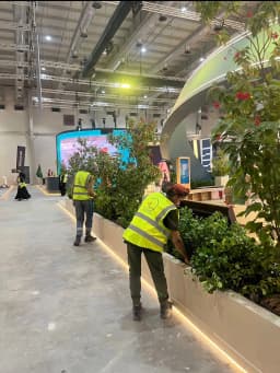 ما الذي يسبب موت النباتات الداخلية؟ الأسباب والحلول العملية