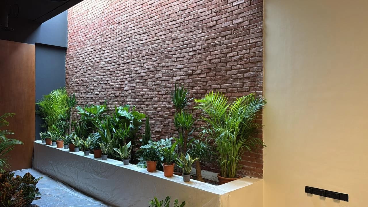 نباتات داخلية للمنازل