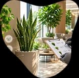 A snake plant beside a lounge seating area