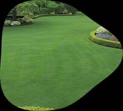 A manicured lawn edged with planting