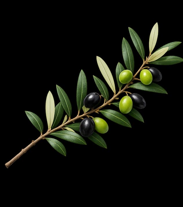 An olive branch bearing green and black olives