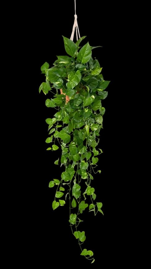 A marble pothos trailing from a hanging planter