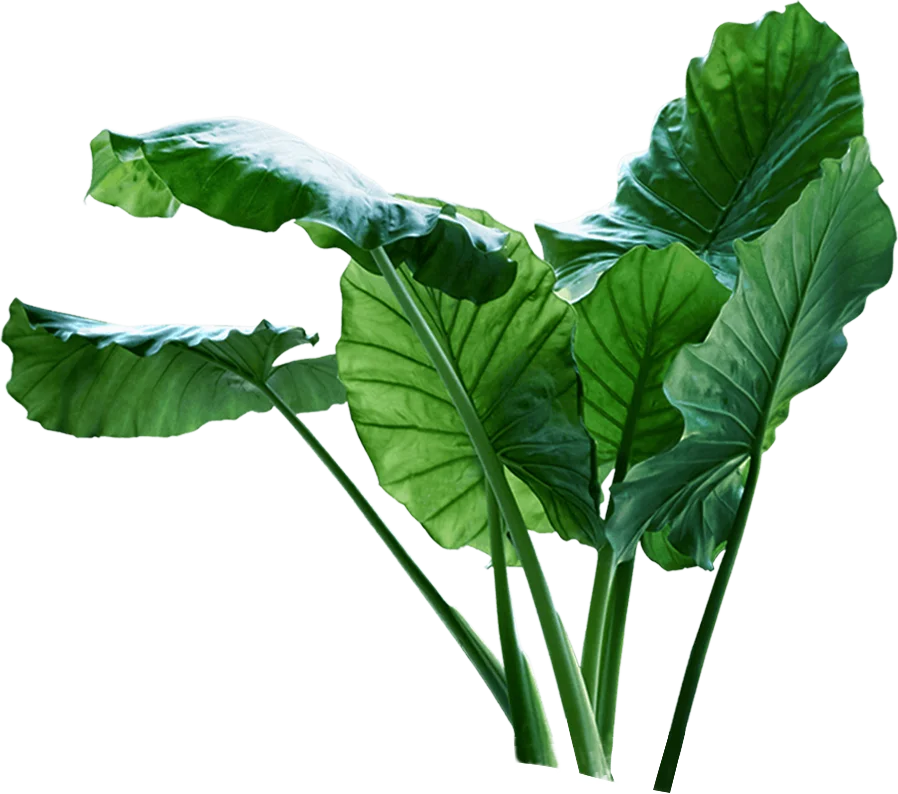 Plants in a styled workspace