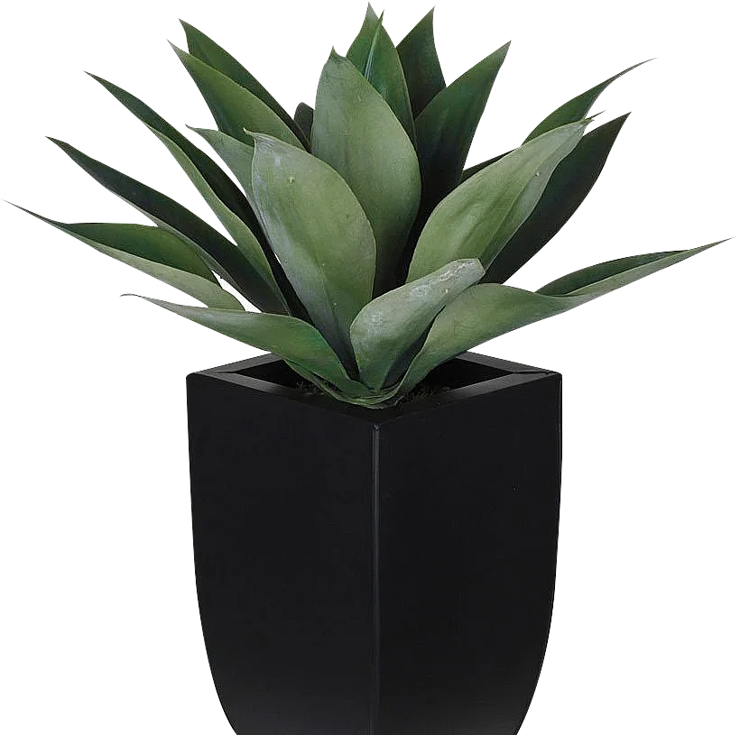 Sustainable indoor greenery in workspace