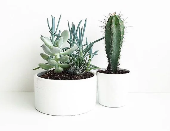 Interior plant styling sample