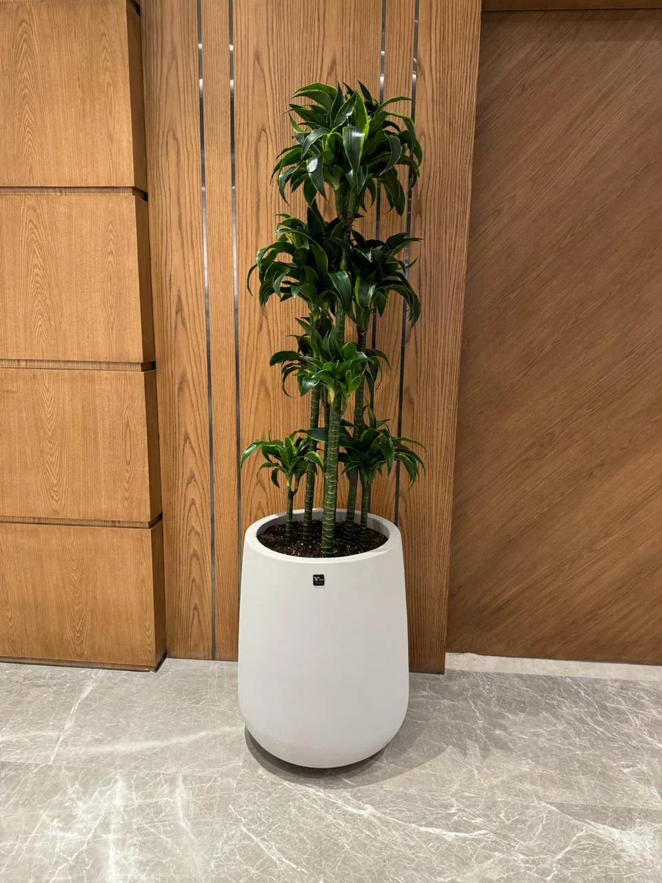 DE PLANTA — Project 33